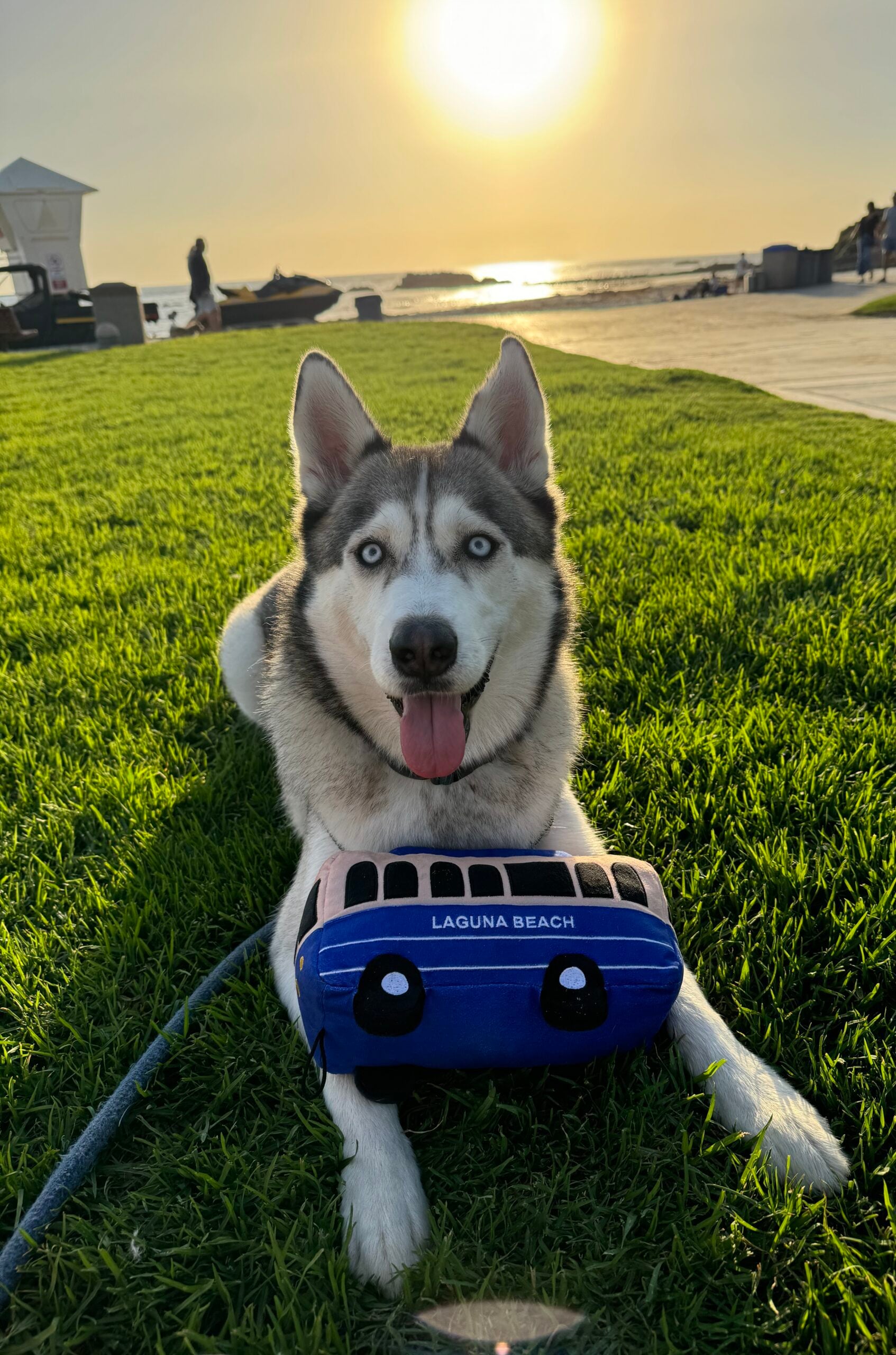 A Husky at Main Beach holding a Laguna Beach Troll dog toy from Dog Tub – Celebrating and supporting local South Laguna businesses.