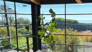 Example of view impairment for Laguna Beach View Restoration Phase 1 filing.