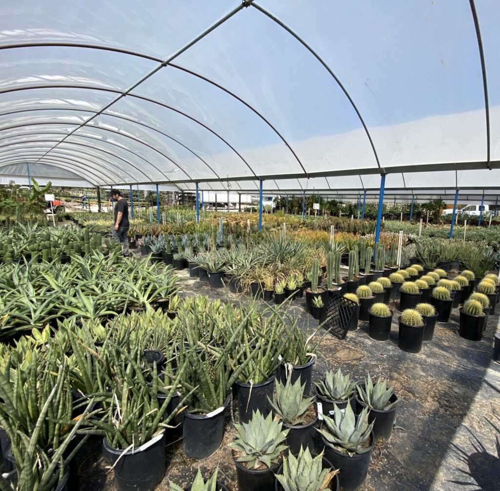 A wide variety of drought-tolerant succulents, agaves, and golden barrel cacti in a local nursery for the So Laguna water initiative.