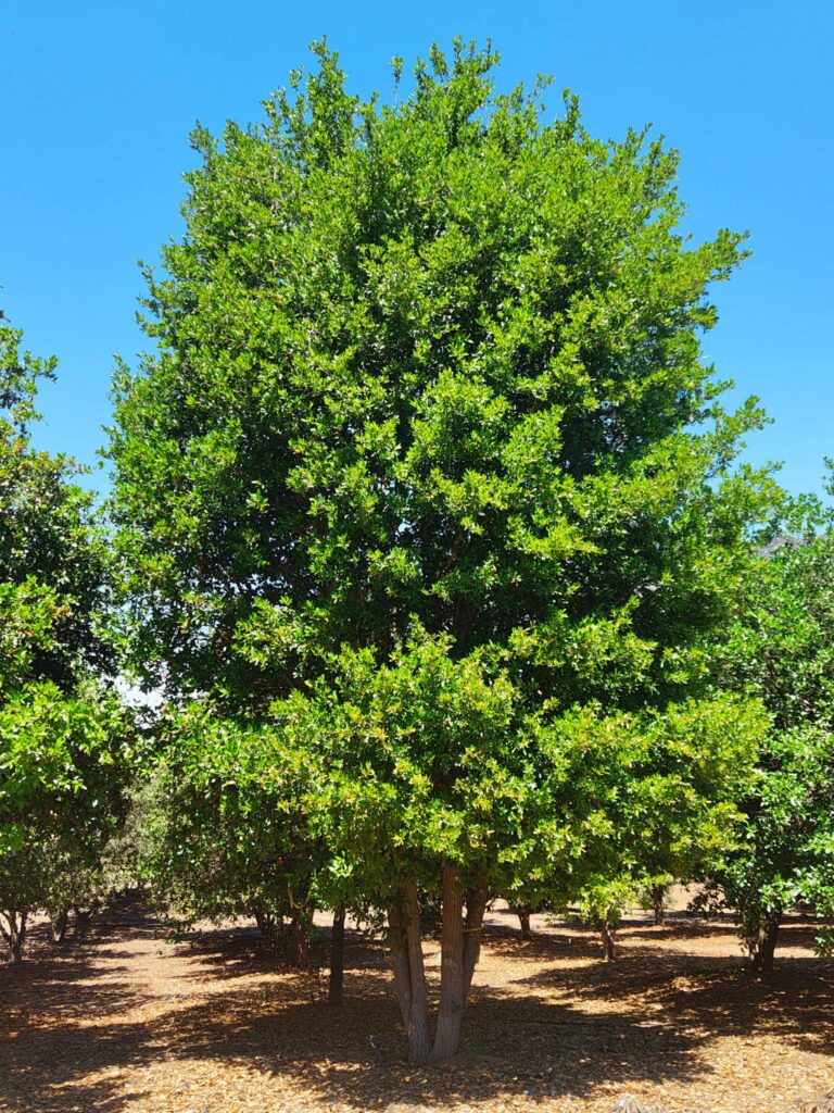 A tall, healthy Coast Live Oak tree with a dense green canopy and upright growth habit.