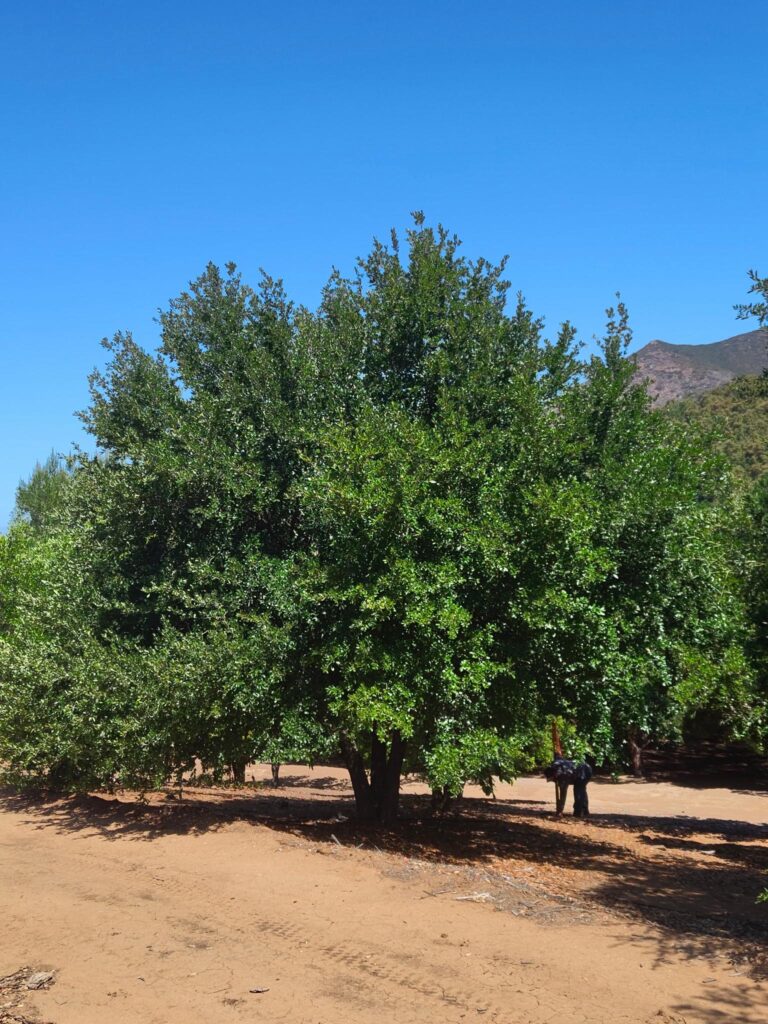 A wide-canopy Coast Live Oak tree in a field, showing a broad shade footprint.