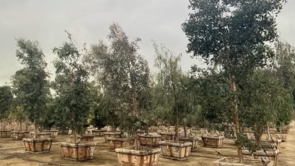 Rows of mature boxed replacement trees, including Eucalyptus polyanthemos and Quercus virginiana, staged at a nursery for the Laguna Beach Promenade project.