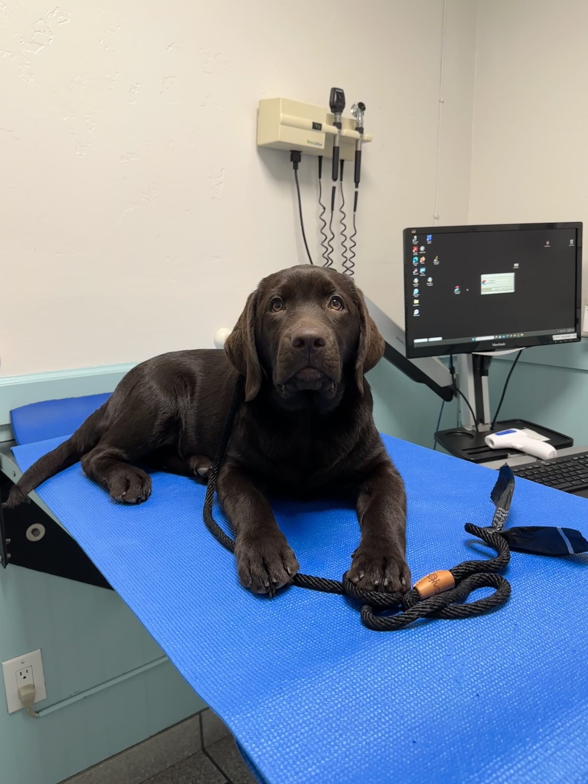 A cute chocolate Labrador puppy sitting calmly on a blue examination table at Arch Beach Veterinary Clinic.