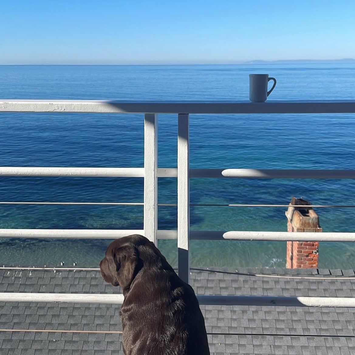 A dog enjoying a stay at a pet-welcoming hotel in Laguna Beach.