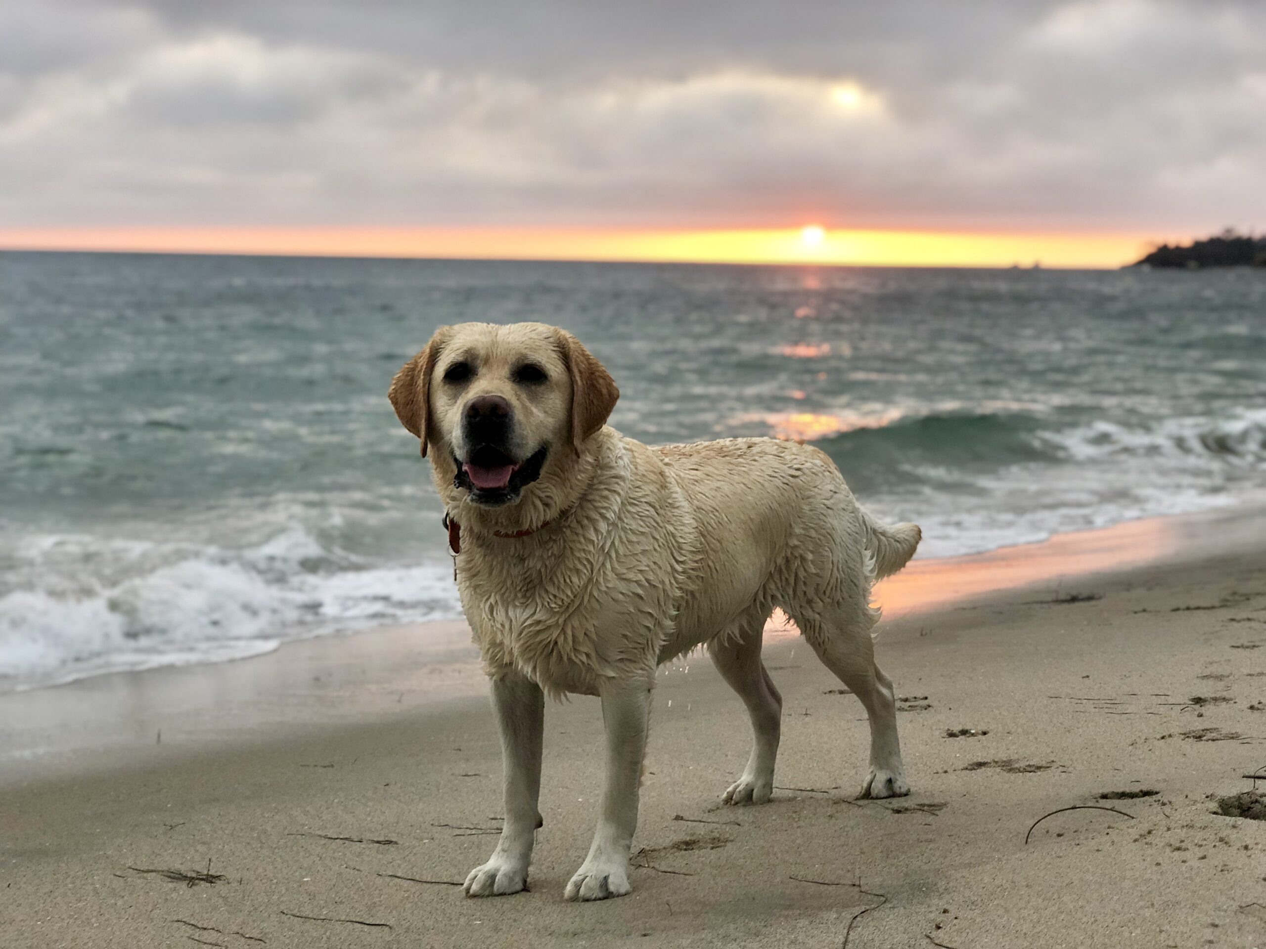 A yellow Labrador Retriever standing on the sand at Laguna Beach during a beautiful sunset.