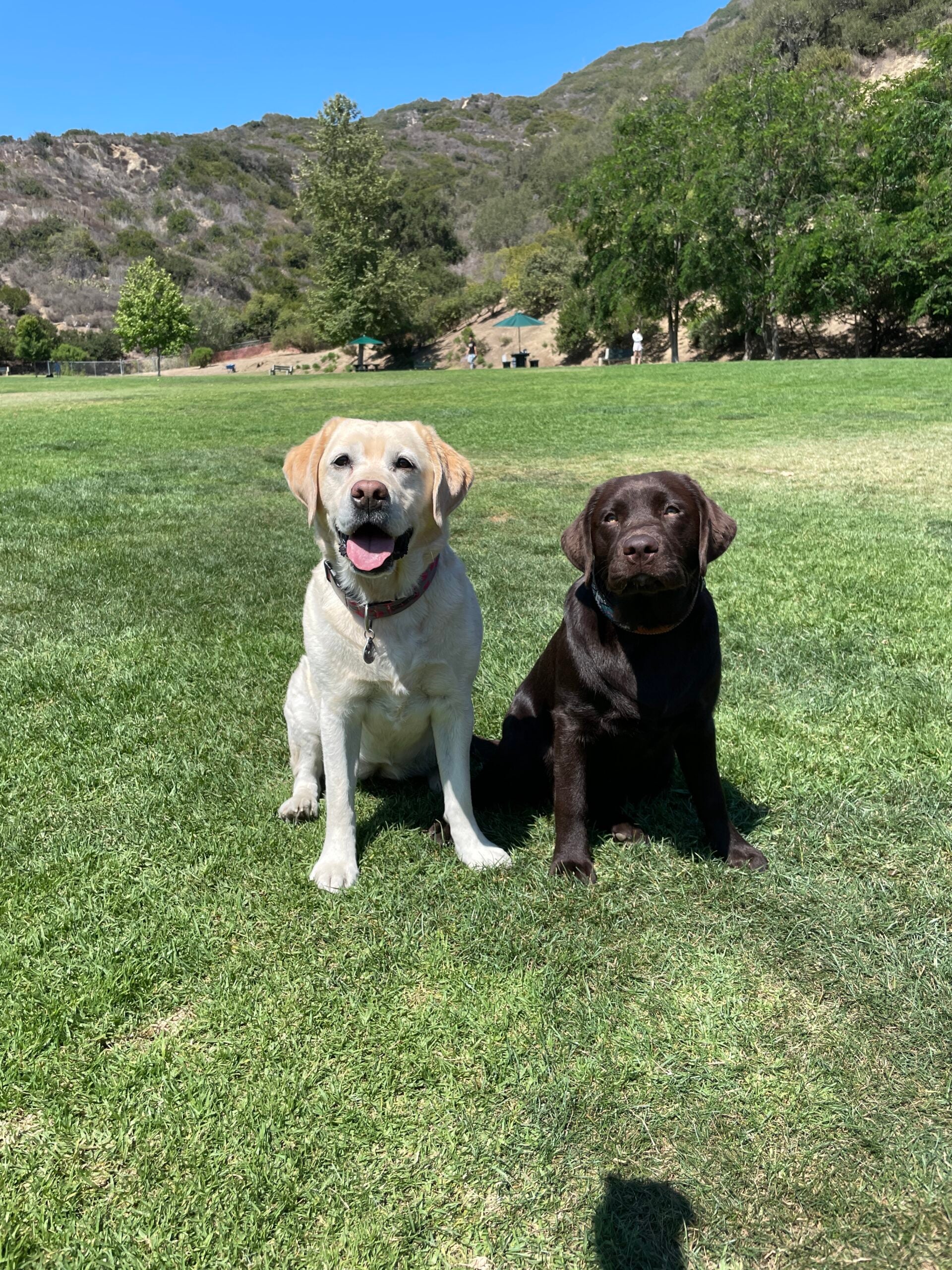 Two wet chocolate Labrador Retrievers relaxing on the sand by the rocks at Laguna Beach.