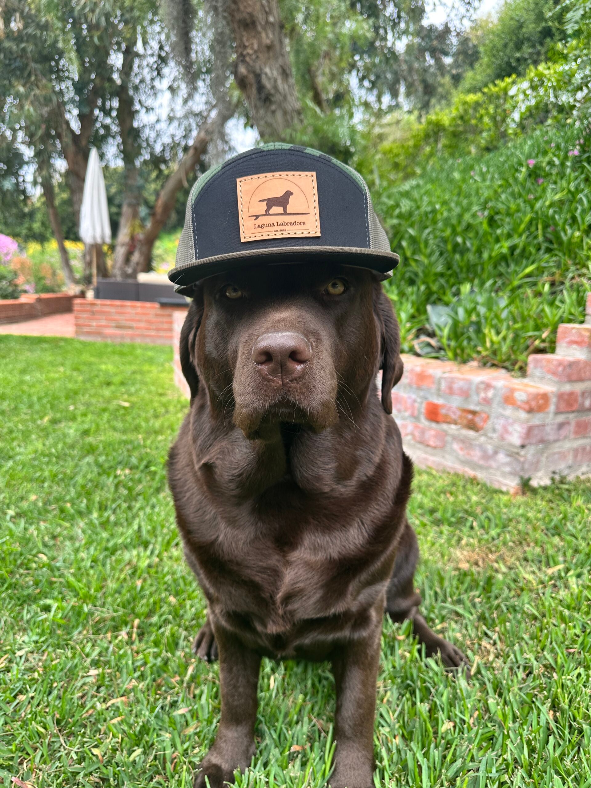 A chocolate Labrador Retriever wearing a stylish Laguna Labradors trucker hat with a leather patch.