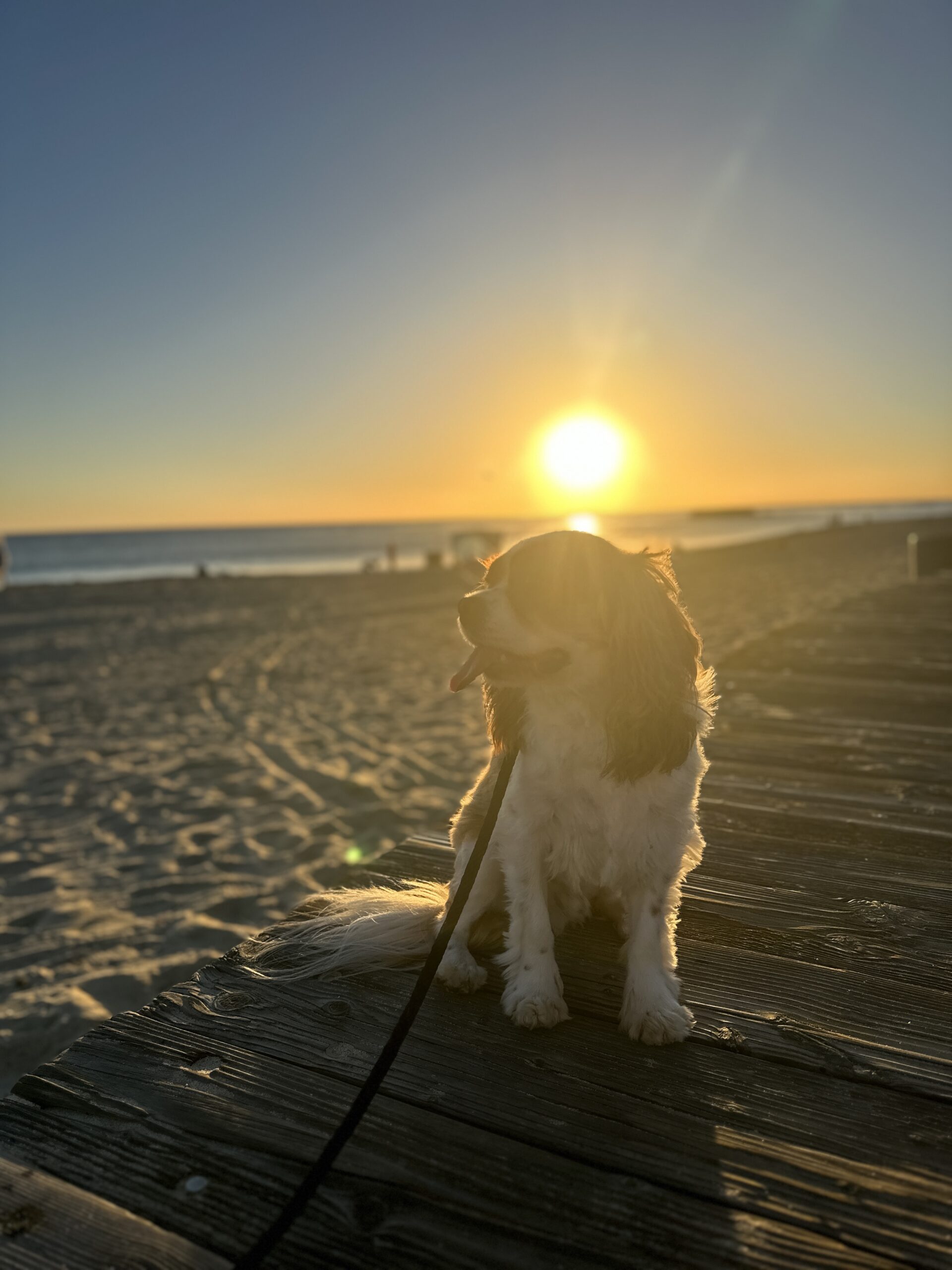A small Cavalier King Charles Spaniel sitting on the wooden boardwalk at Main Beach in Laguna Beach during golden hour.